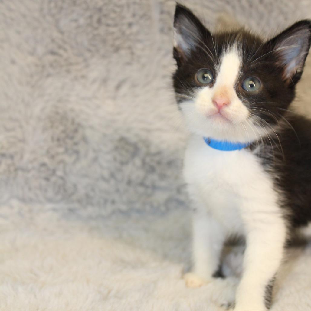 Earl Grey, Adoptable, Kitten Male Domestic Medium Hair.