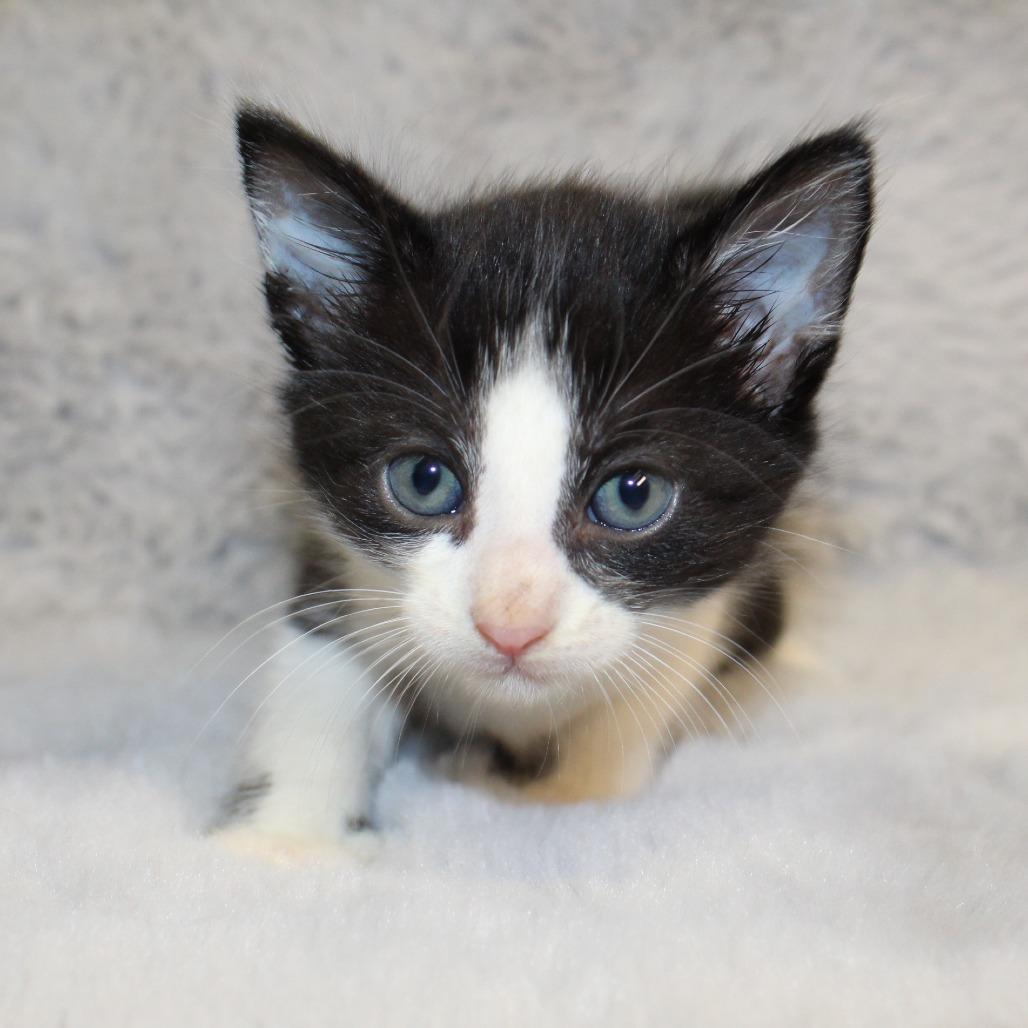 Enlarge Earl Grey, a Adoptable Domestic Medium Hair in Auburn, AL image 2/6