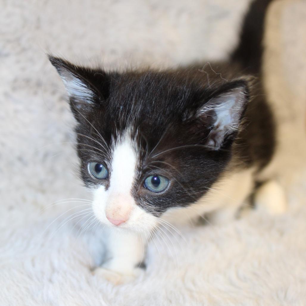 Enlarge Earl Grey, a Adoptable Domestic Medium Hair in Auburn, AL image 3/6