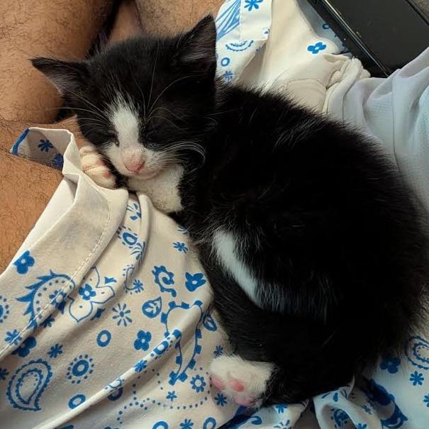 Enlarge Earl Grey, a Adoptable Domestic Medium Hair in Auburn, AL image 4/6