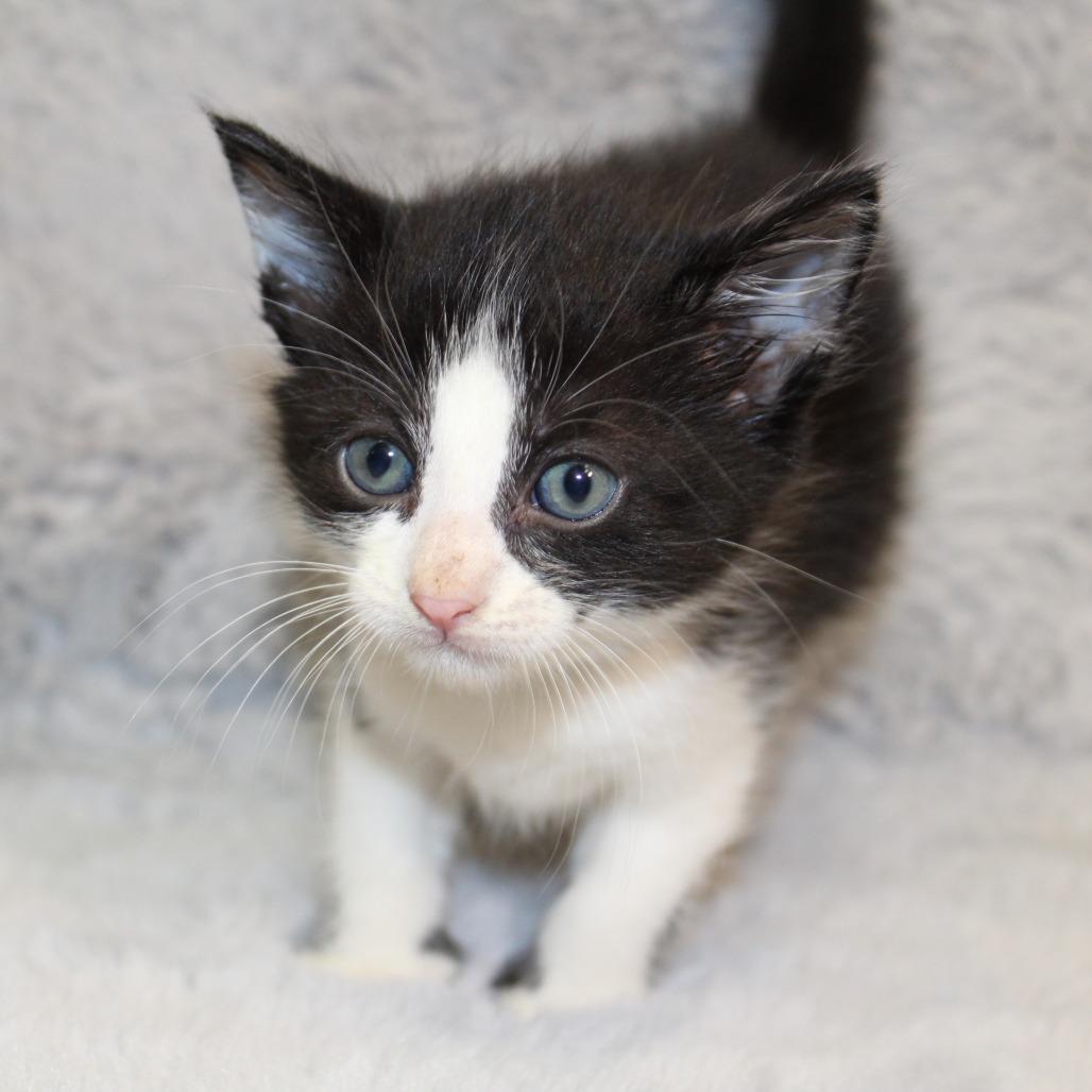 Enlarge Earl Grey, a Adoptable Domestic Medium Hair in Auburn, AL image 5/6