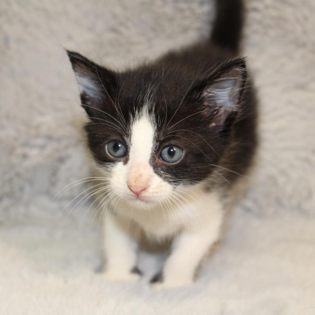 Enlarge Earl Grey, a Adoptable Domestic Medium Hair in Auburn, AL image 6/6