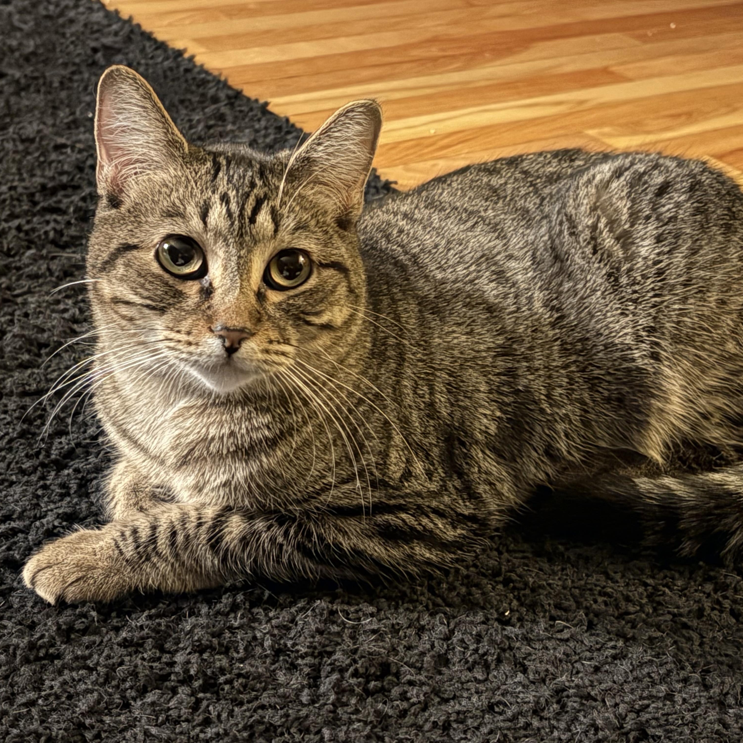Enlarge Parker, a Adoptable Tabby in Minneapolis, MN image 1/5