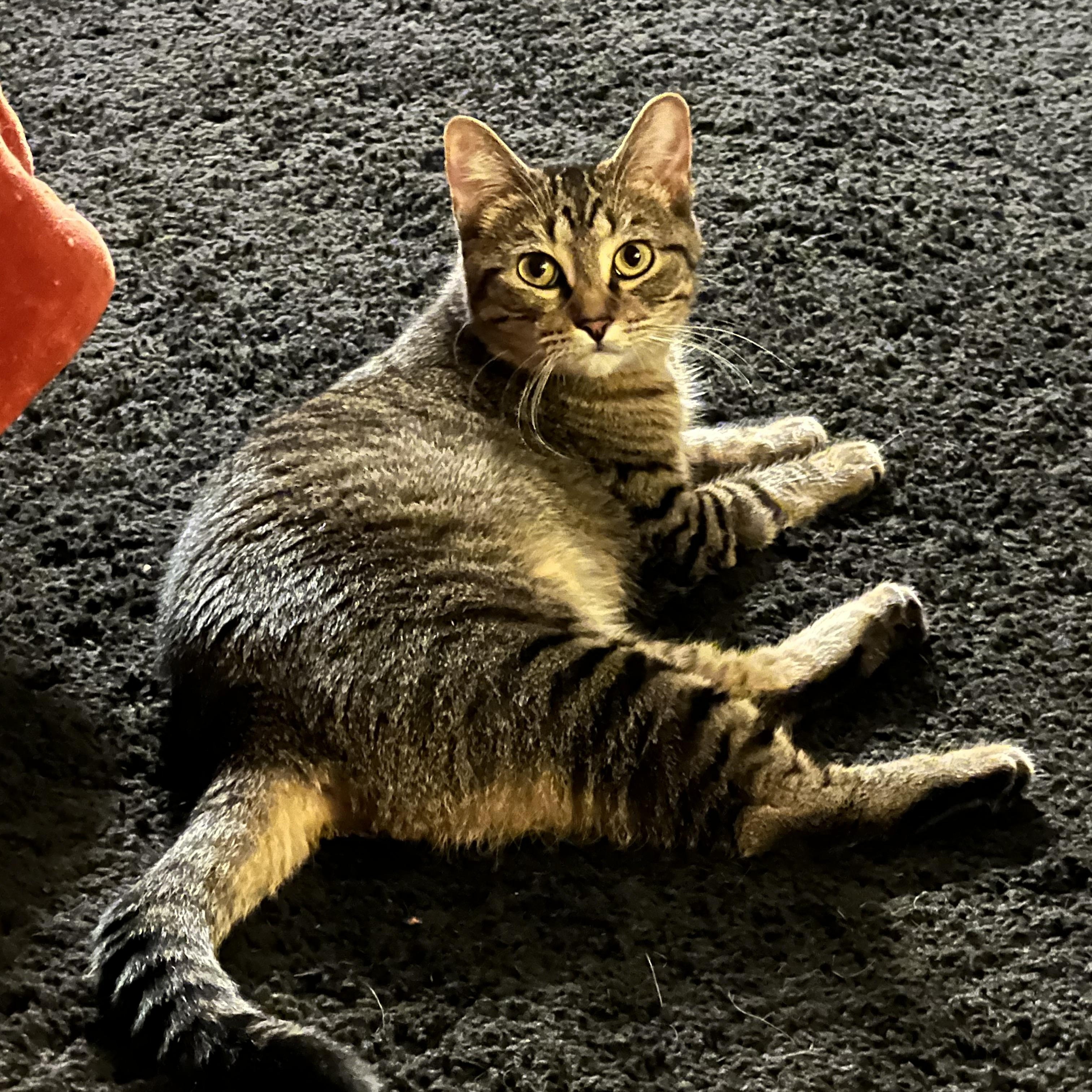 Enlarge Parker, a Adoptable Tabby in Minneapolis, MN image 3/5