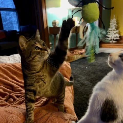 Enlarge Parker, a Adoptable Tabby in Minneapolis, MN image 6/6