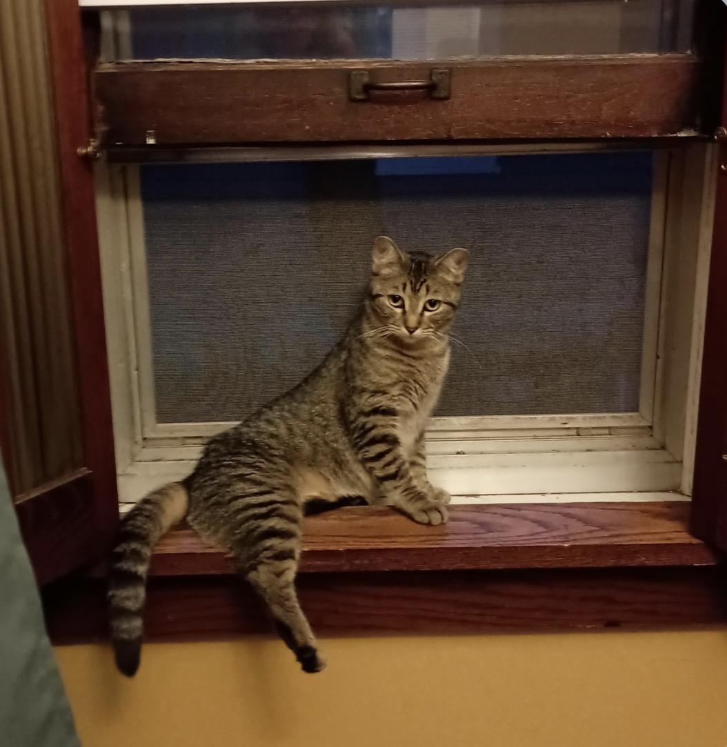 Enlarge Parker, a Adoptable Tabby in Minneapolis, MN image 2/5