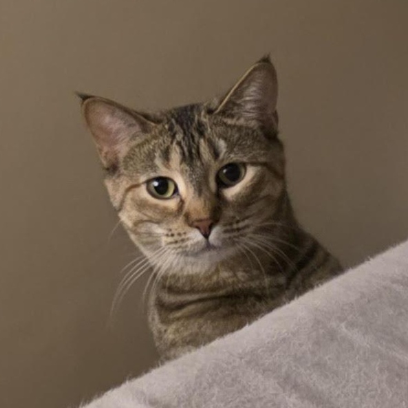 Enlarge Parker, a Adoptable Tabby in Minneapolis, MN image 5/5