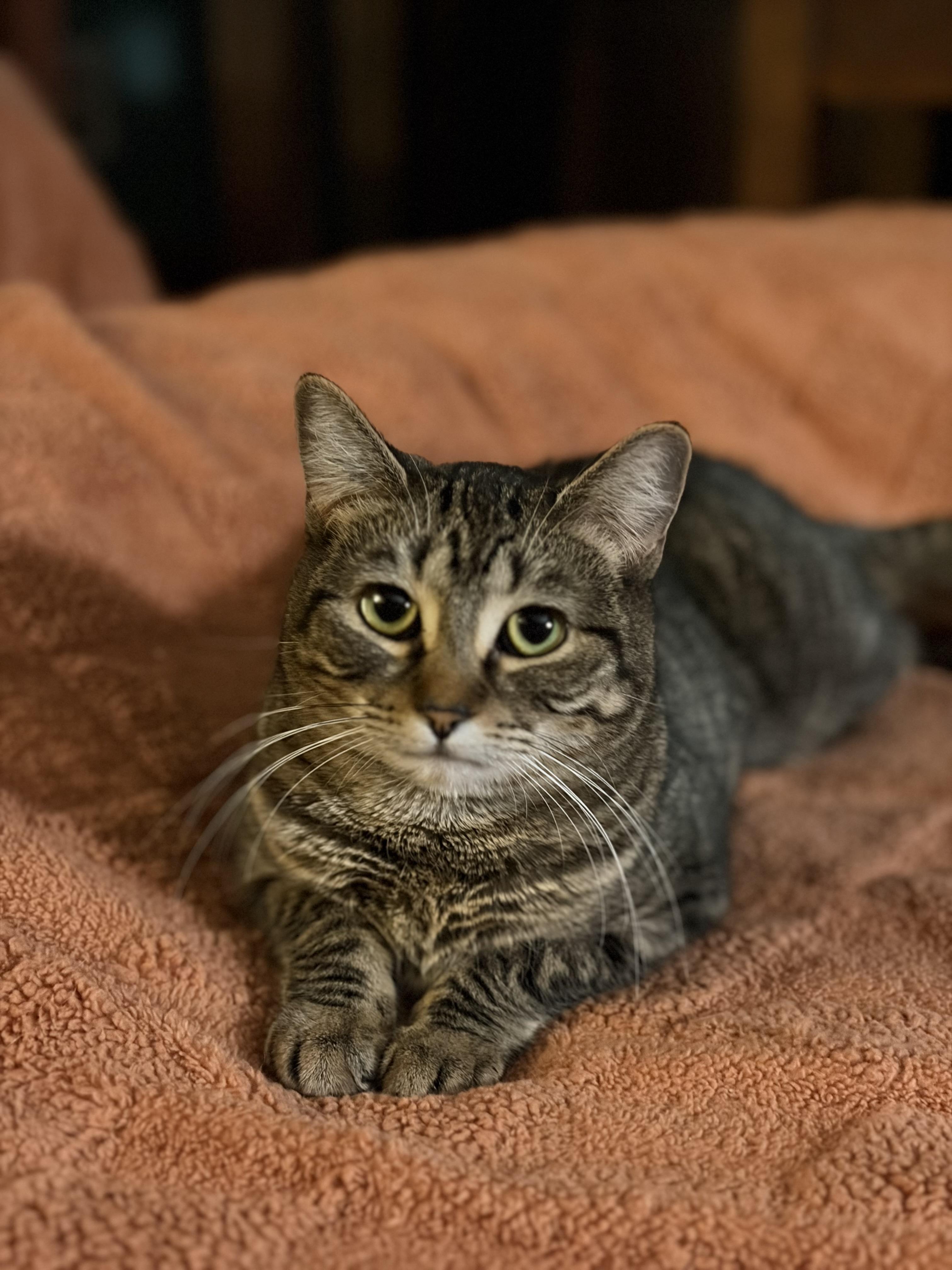 Parker, Adoptable, Young Female Tabby.