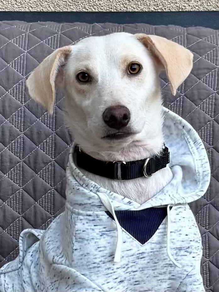 Enlarge Rosa, a ADOPTABLE Labrador Retriever in TUCSON, AZ image 6/6