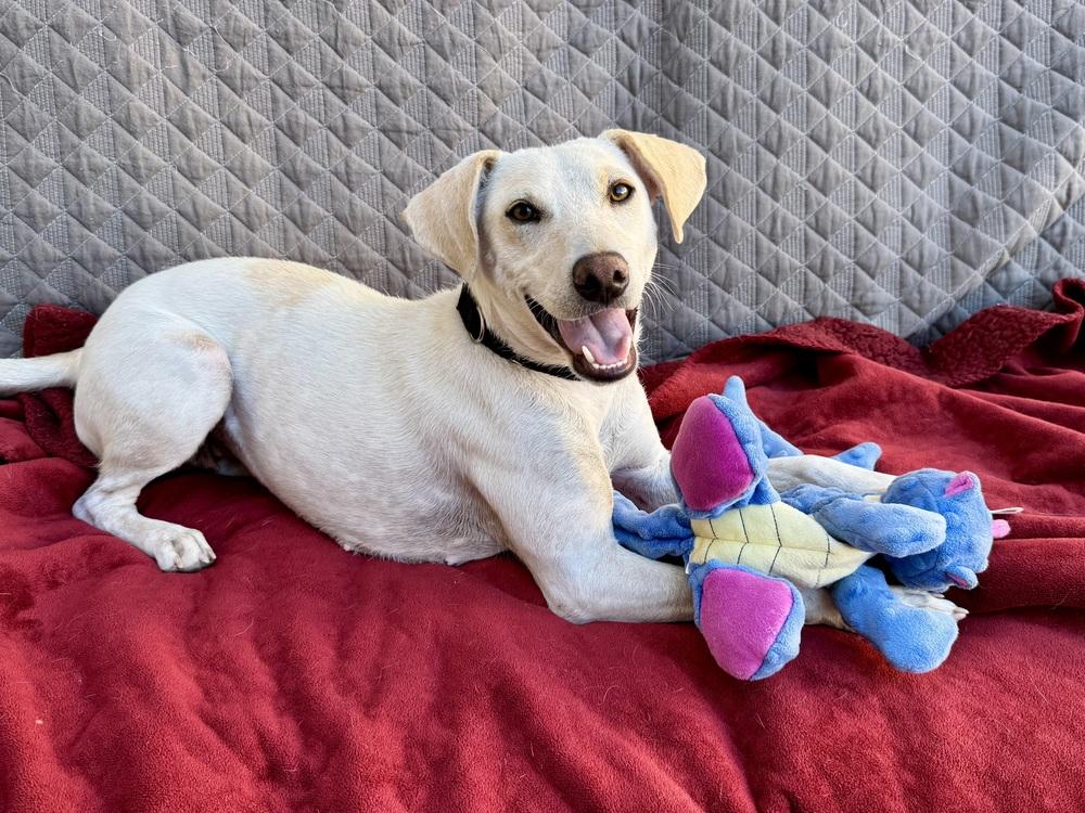 Enlarge Rosa, a ADOPTABLE Labrador Retriever in TUCSON, AZ image 4/6