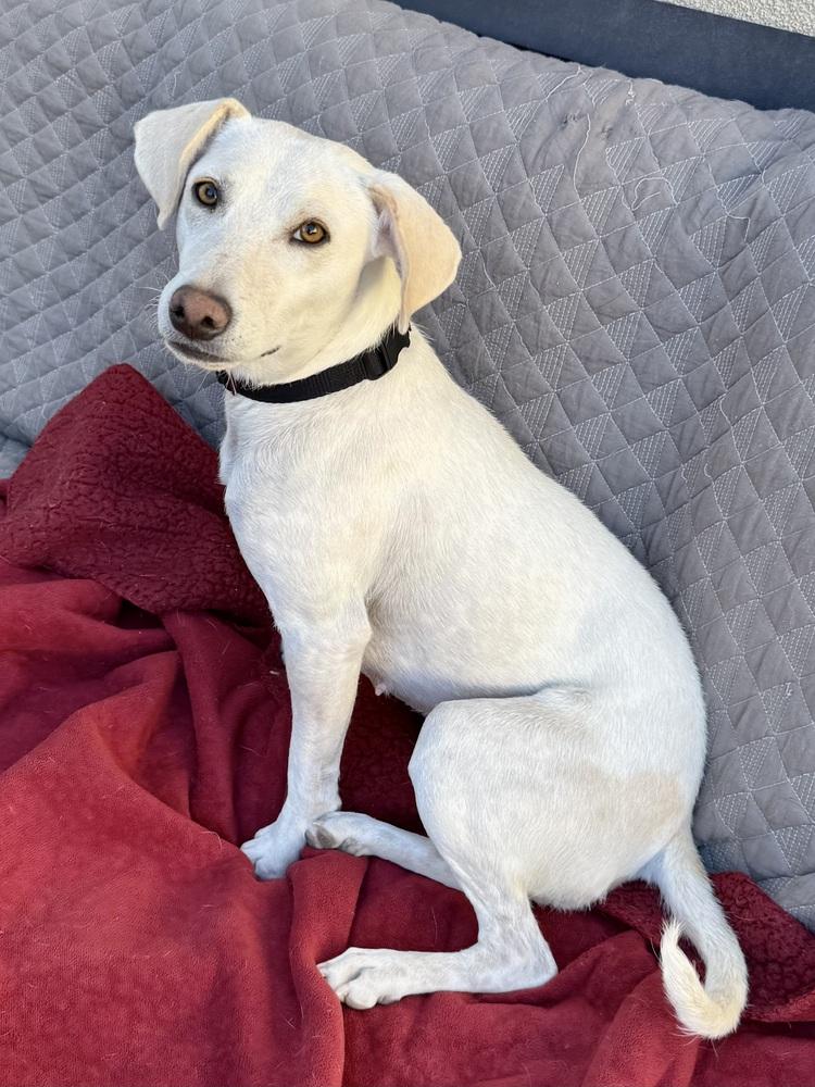 Enlarge Rosa, a ADOPTABLE Labrador Retriever in TUCSON, AZ image 5/6