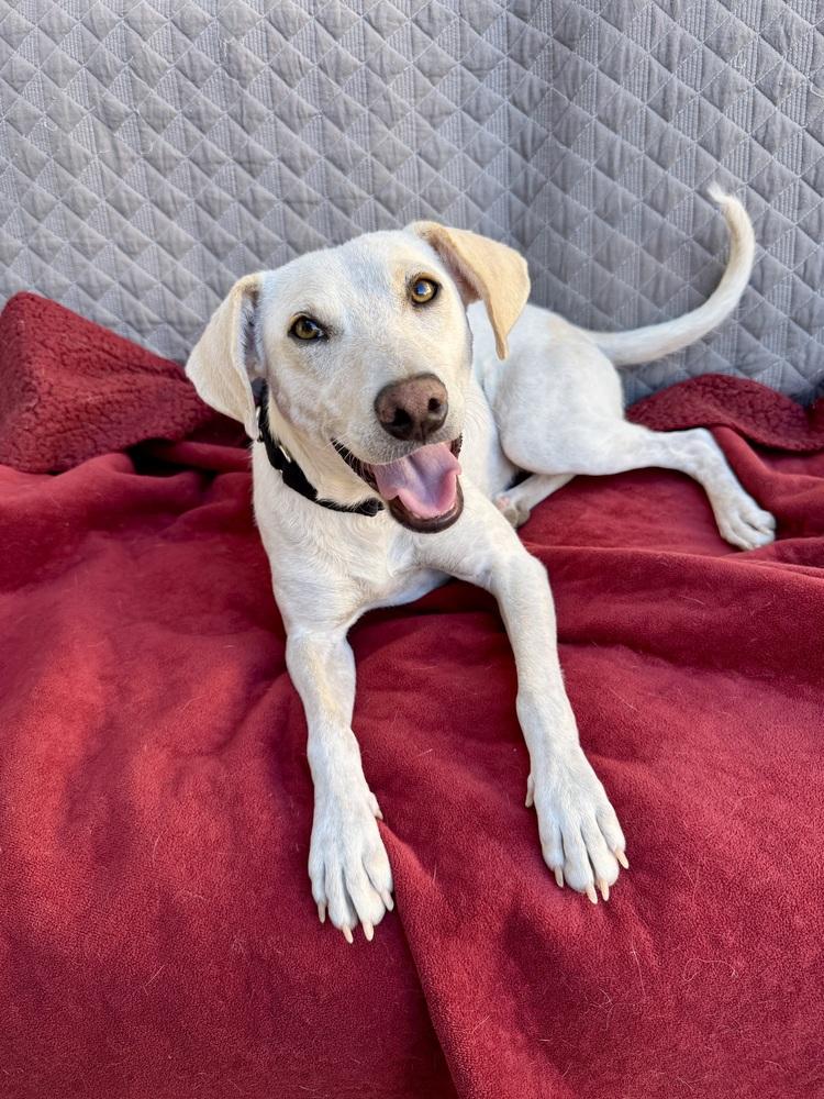 Enlarge Rosa, a ADOPTABLE Labrador Retriever in TUCSON, AZ image 3/6