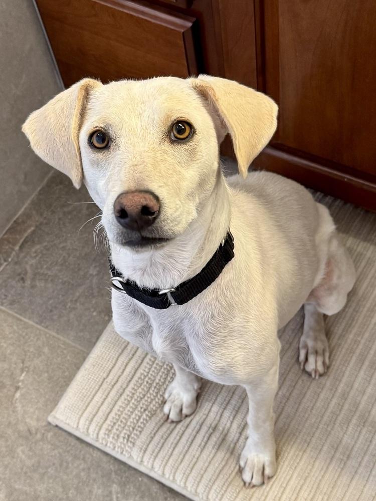 Enlarge Rosa, a ADOPTABLE Labrador Retriever in TUCSON, AZ image 2/6
