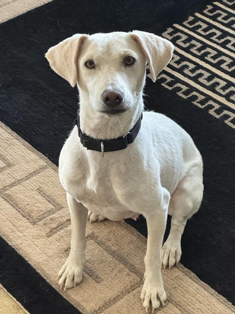 Enlarge Rosa, a ADOPTABLE Labrador Retriever in TUCSON, AZ image 1/6
