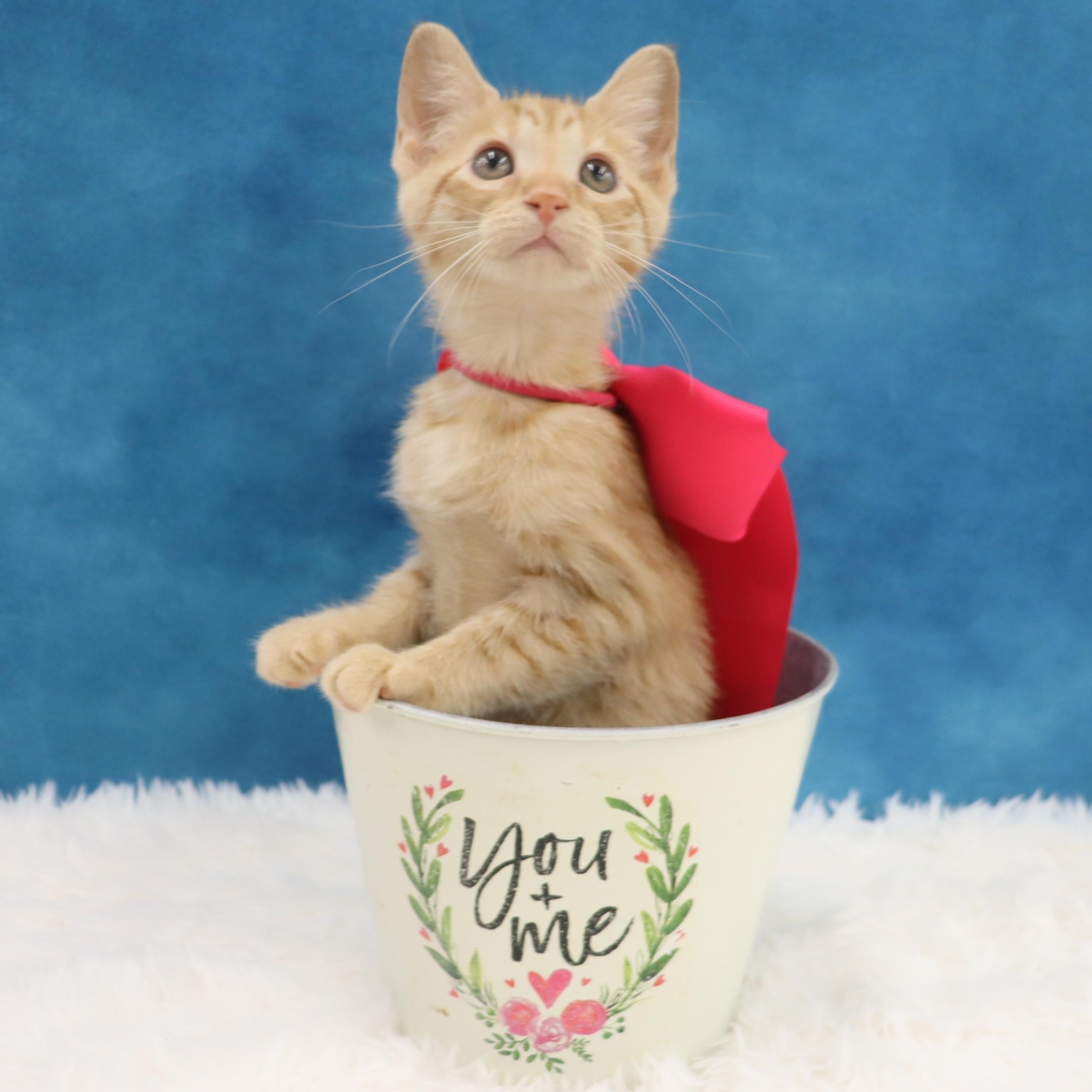Katydid - Sweet Female Orange Tabby Kitten photo 6