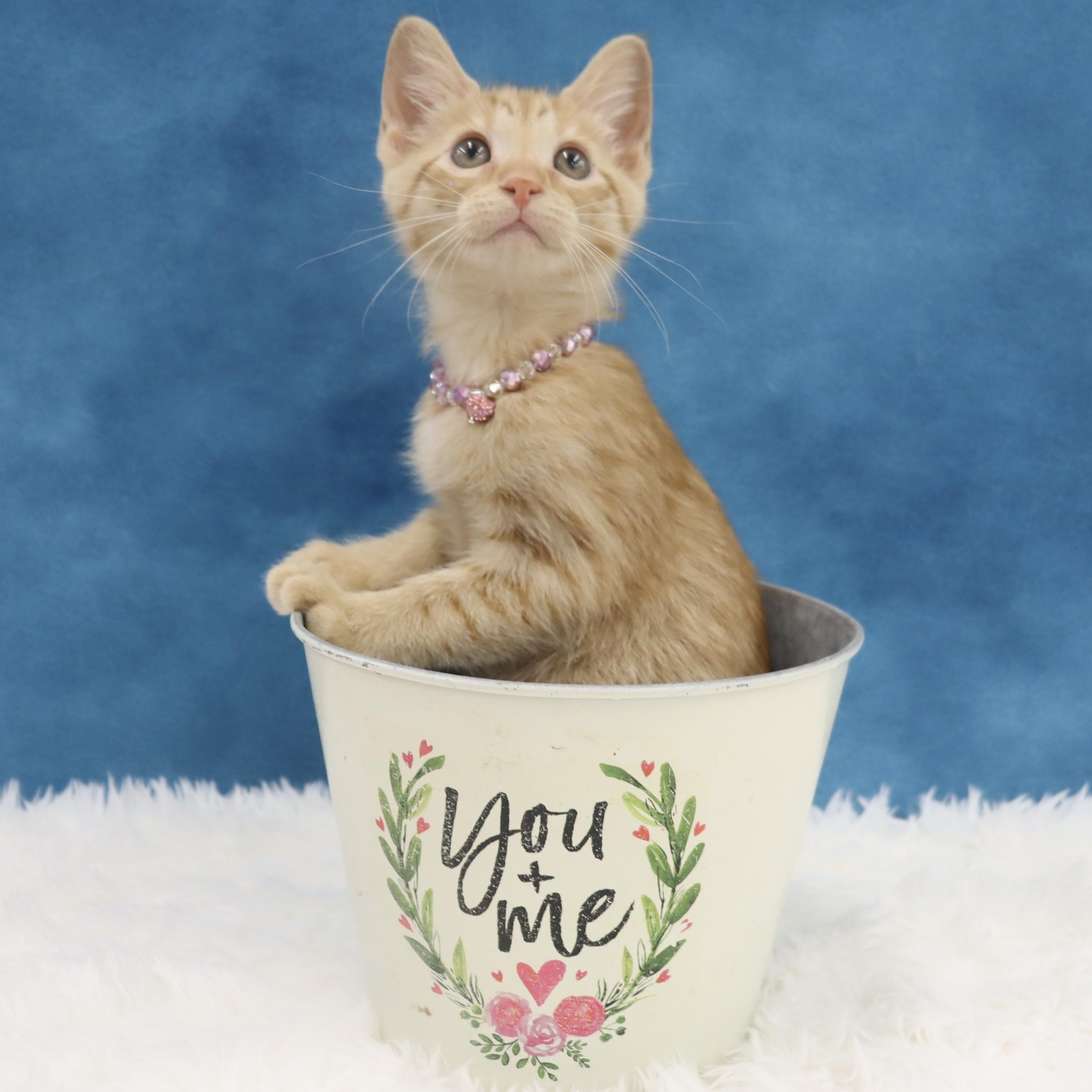 Katydid - Sweet Female Orange Tabby Kitten photo 4