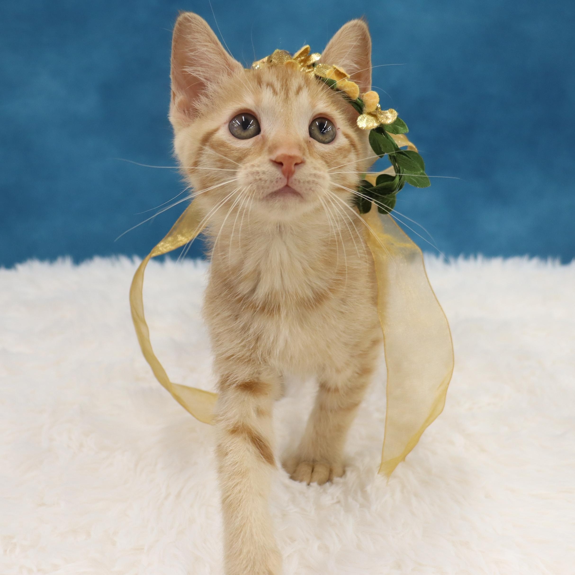 Katydid - Sweet Female Orange Tabby Kitten, Baby Female Domestic Short Hair