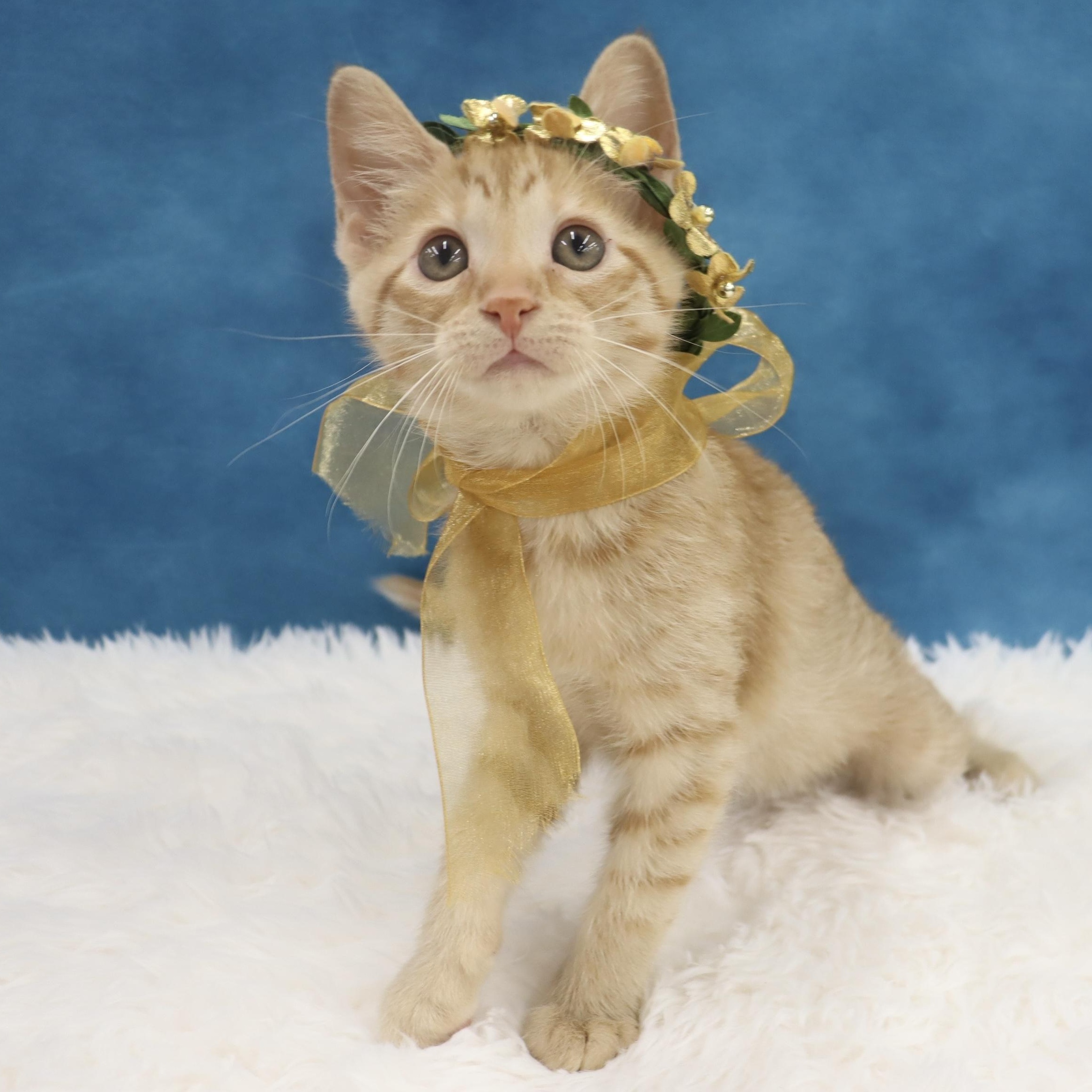 Katydid - Sweet Female Orange Tabby Kitten photo 5