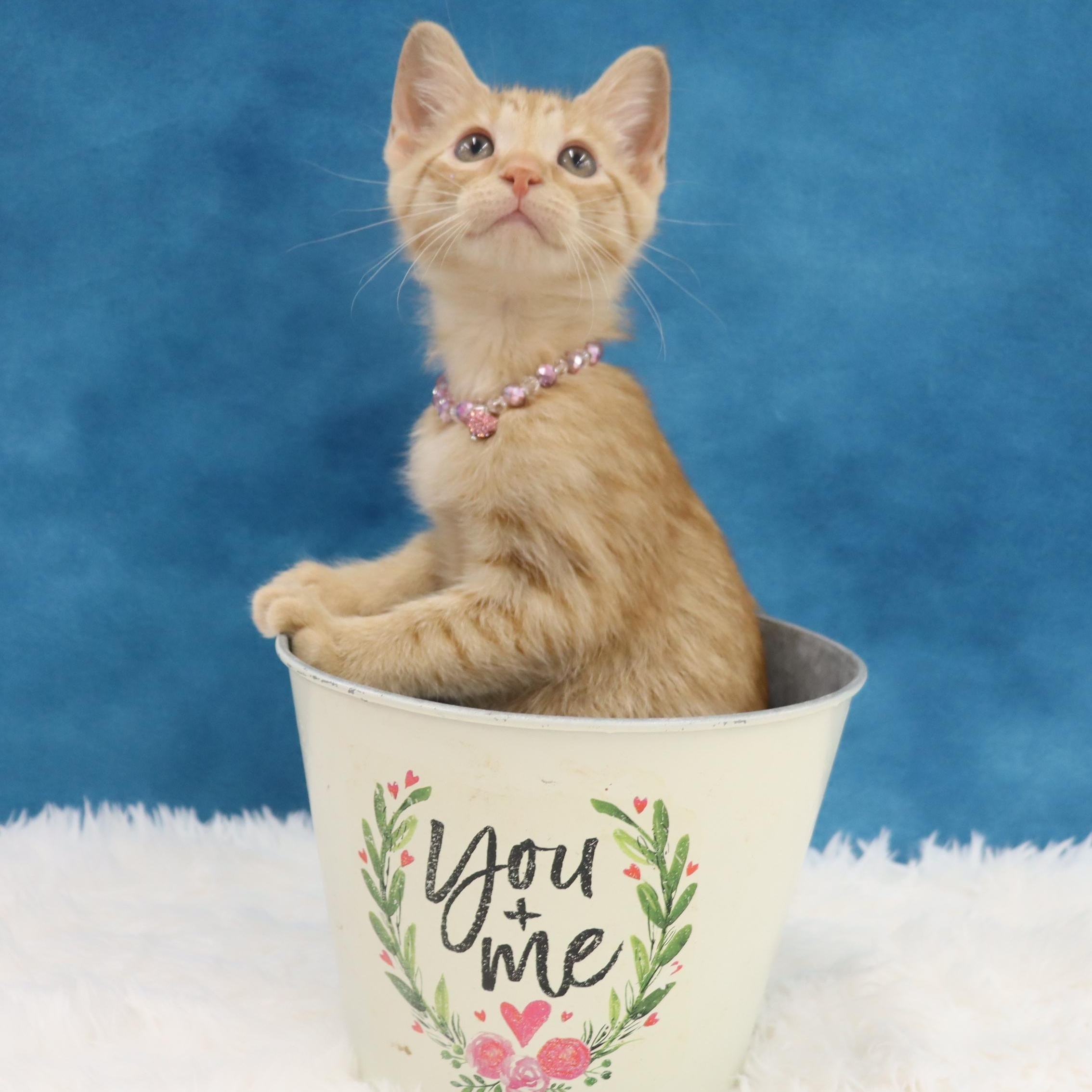 Katydid - Sweet Female Orange Tabby Kitten photo 2
