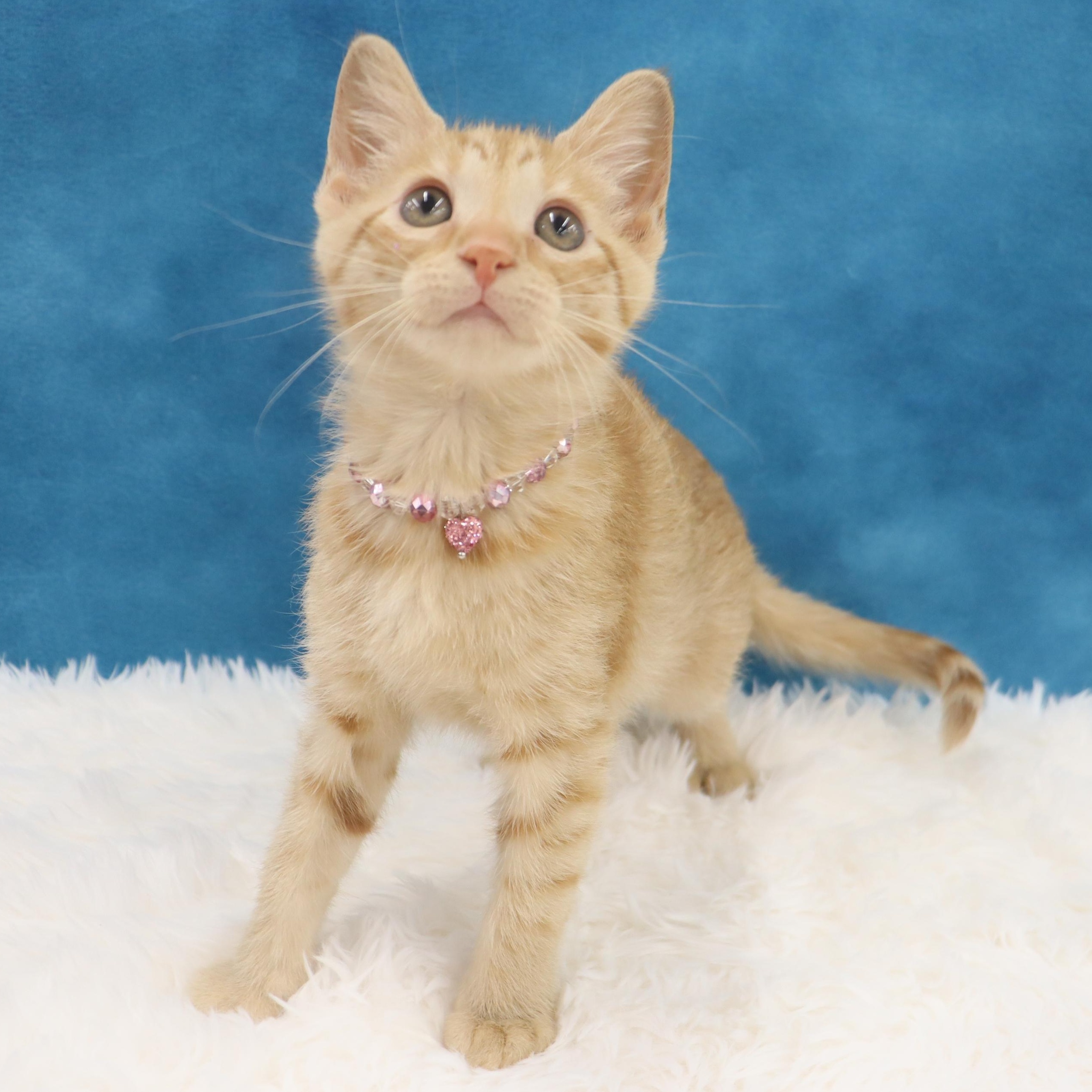 Katydid - Sweet Female Orange Tabby Kitten photo 3