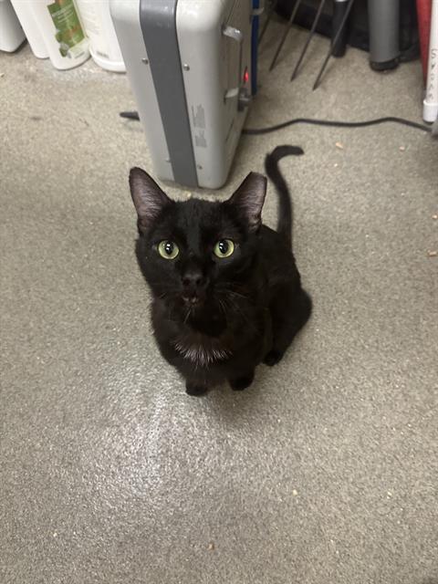 Enlarge SCRUFF MC GRUFF, a Adoptable Domestic Short Hair in West Valley City, UT image 1/1