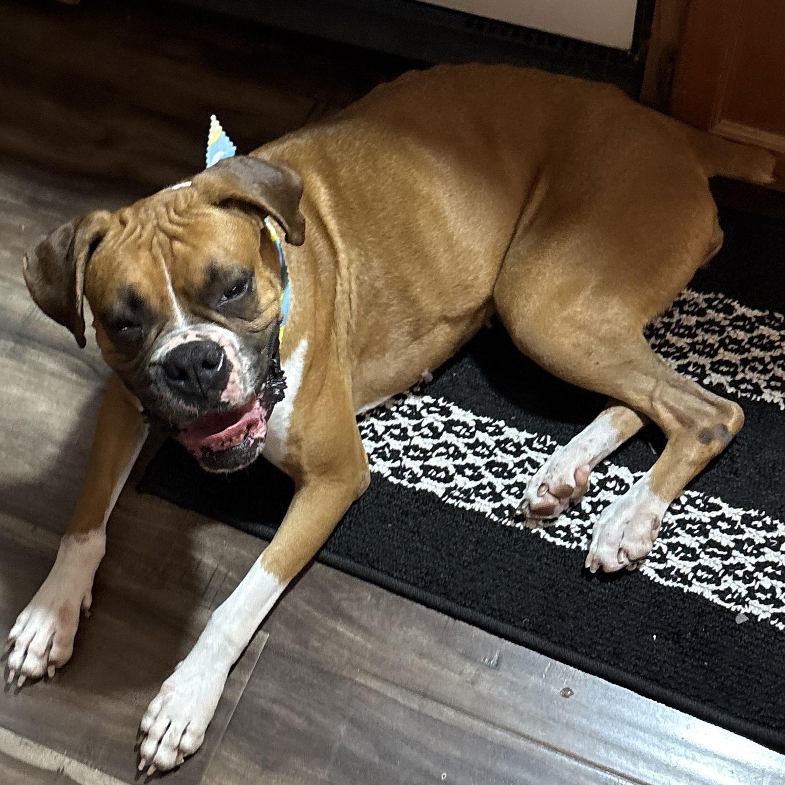 Enlarge ELVY, a Adoptable Boxer in Katy, TX image 1/3