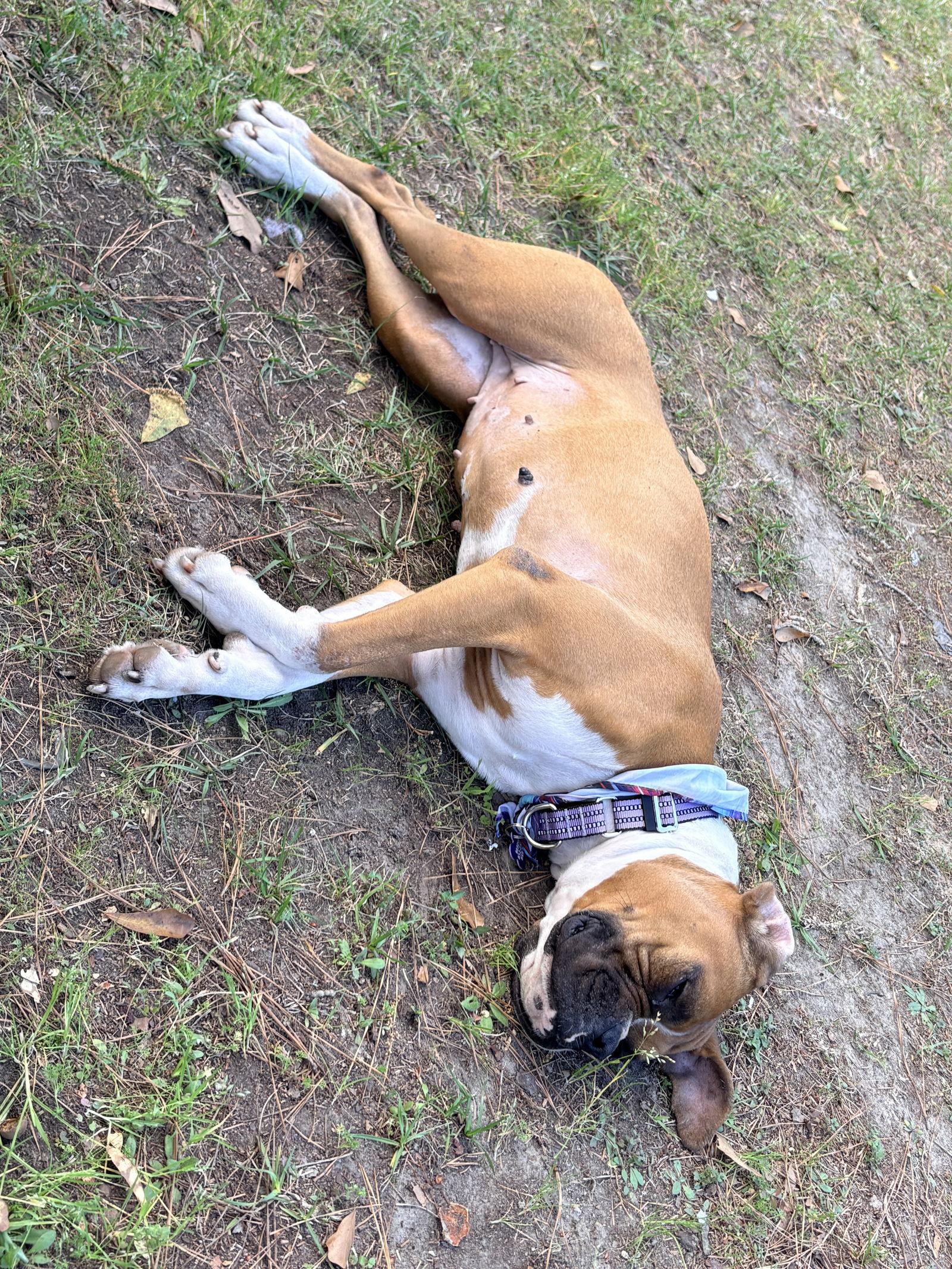 ELVY, Adoptable, Adult Female Boxer.