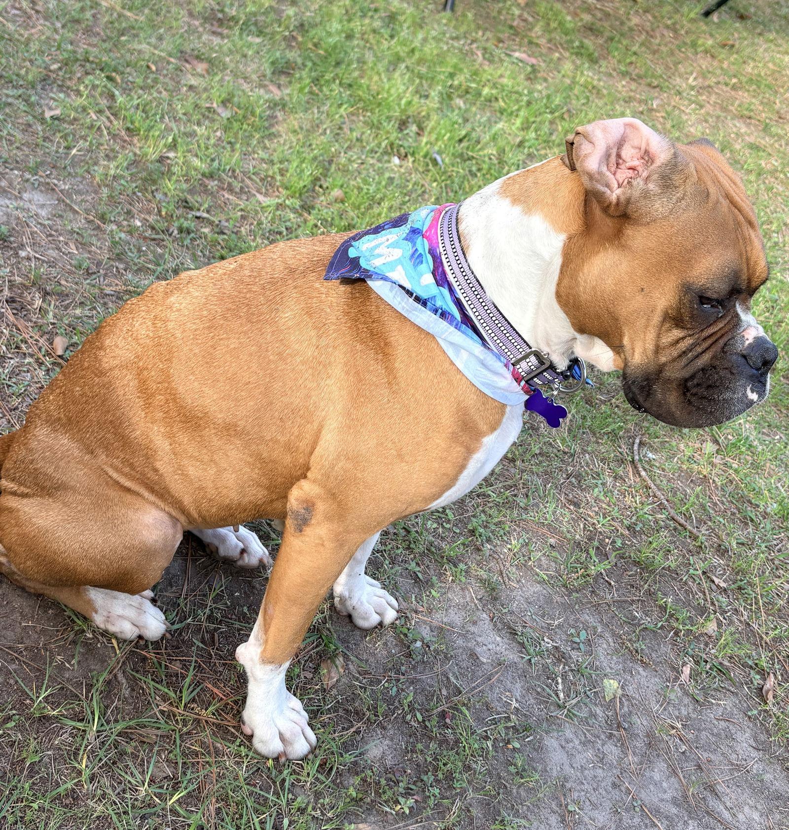 Enlarge ELVY, a Adoptable Boxer in Katy, TX image 3/3