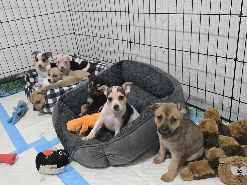 Waylon, Adoptable, Puppy Male Rat Terrier & Chihuahua.