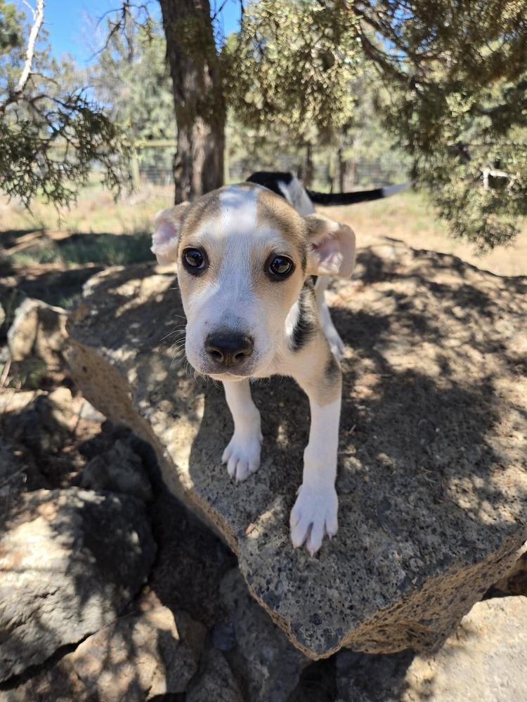 Waylon, a Adoptable mixed breed in Bend, OR image 2/6