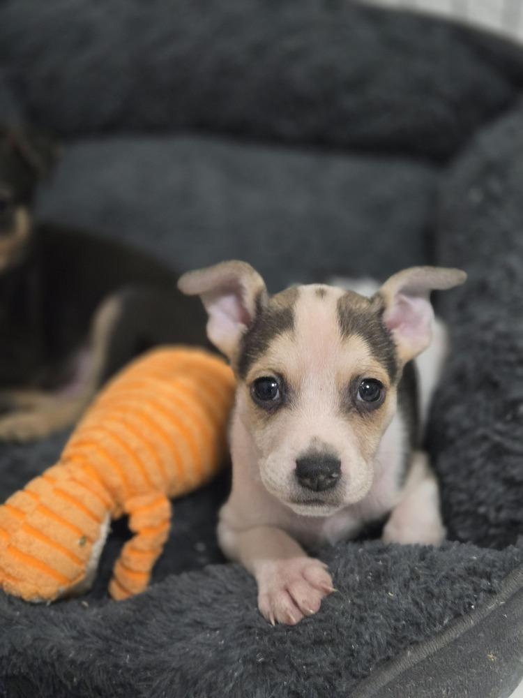 Enlarge Waylon, a Adoptable mixed breed in Bend, OR image 2/5