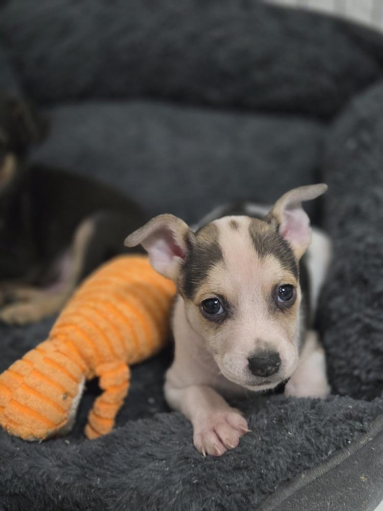 Enlarge Waylon, a Adoptable mixed breed in Bend, OR image 4/5