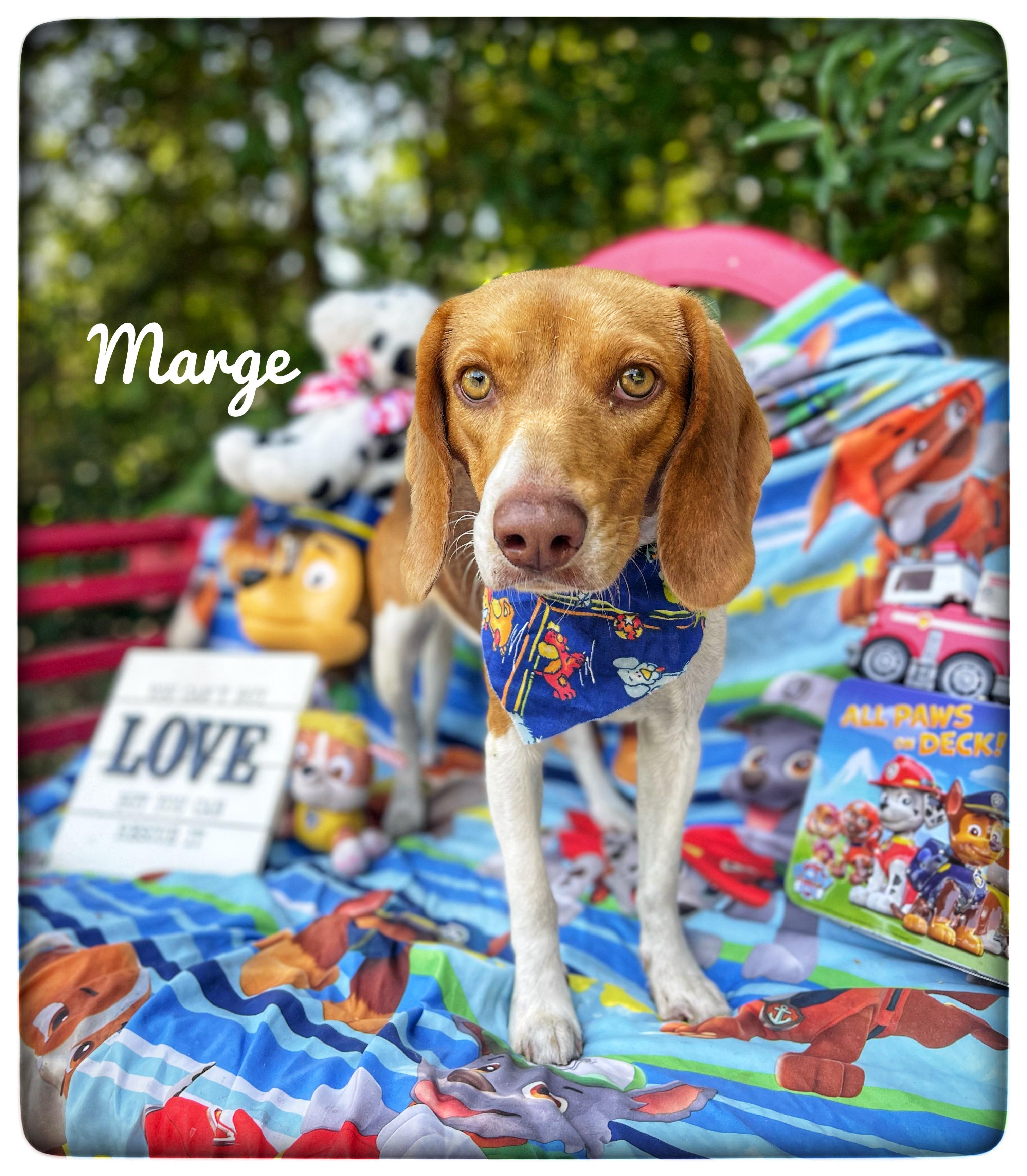 Enlarge Marge, an adopted Beagle in Sebring, FL image 1/5