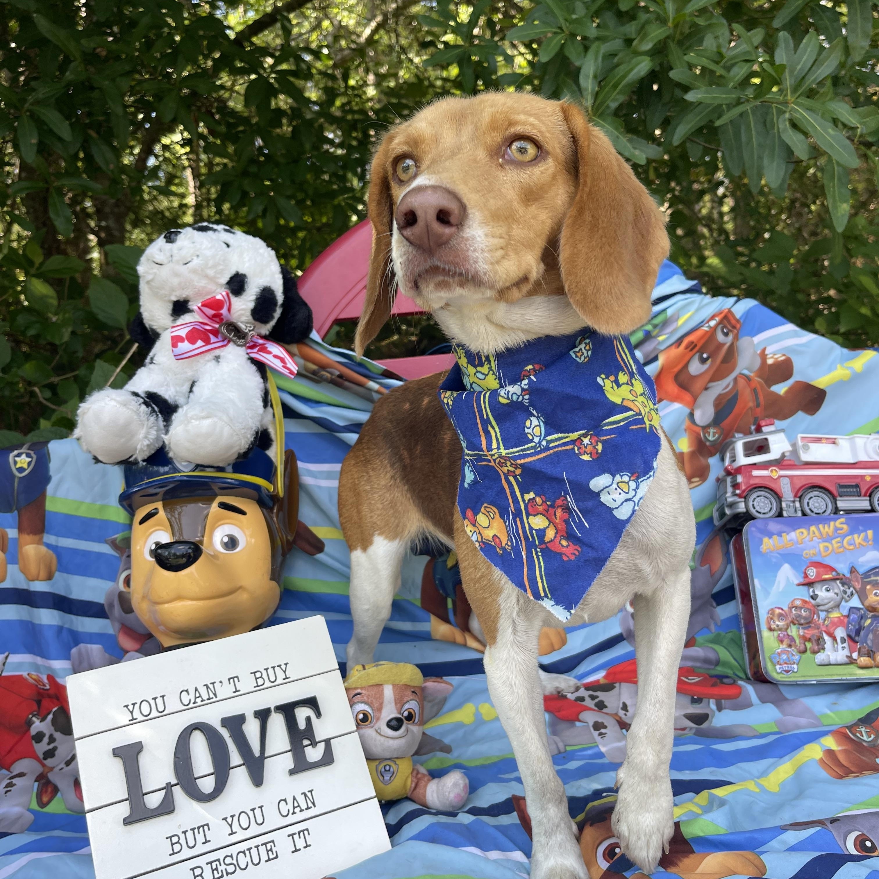 Enlarge Marge, an adopted Beagle in Sebring, FL image 2/5