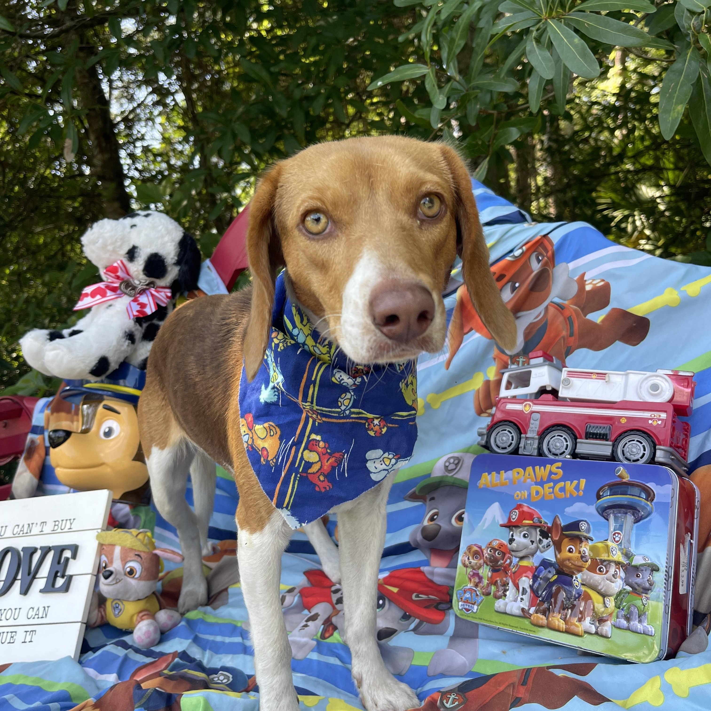 Enlarge Marge, an adopted Beagle in Sebring, FL image 4/5