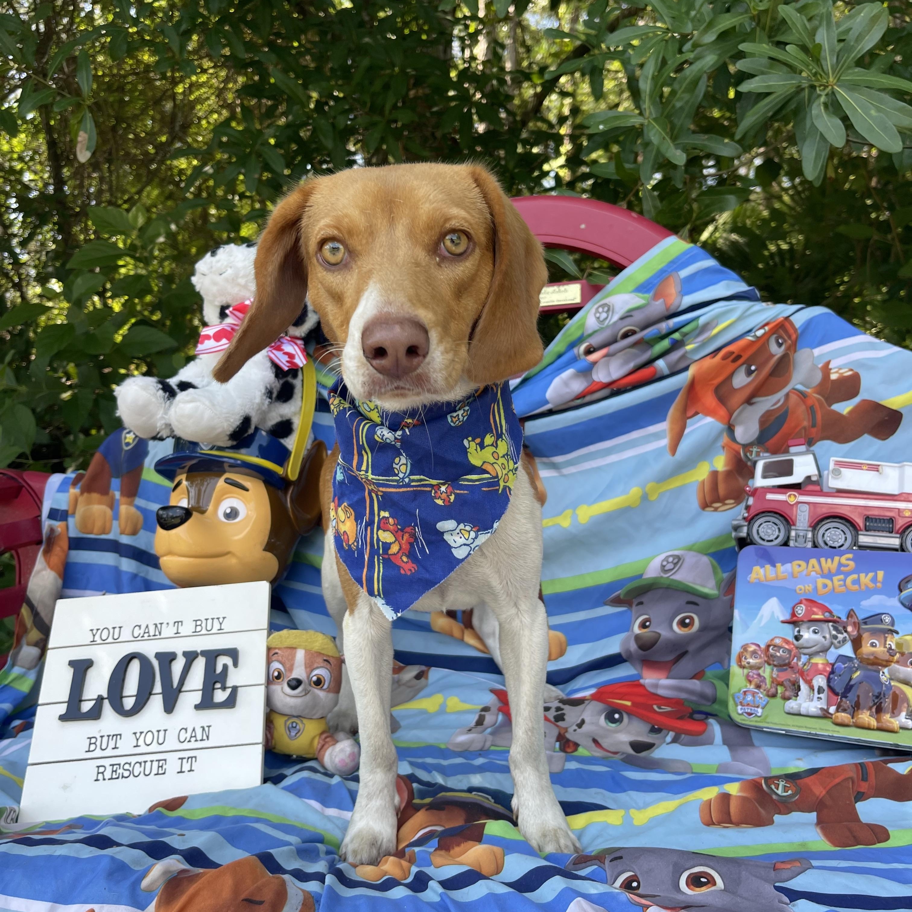 Enlarge Marge, an adopted Beagle in Sebring, FL image 5/5