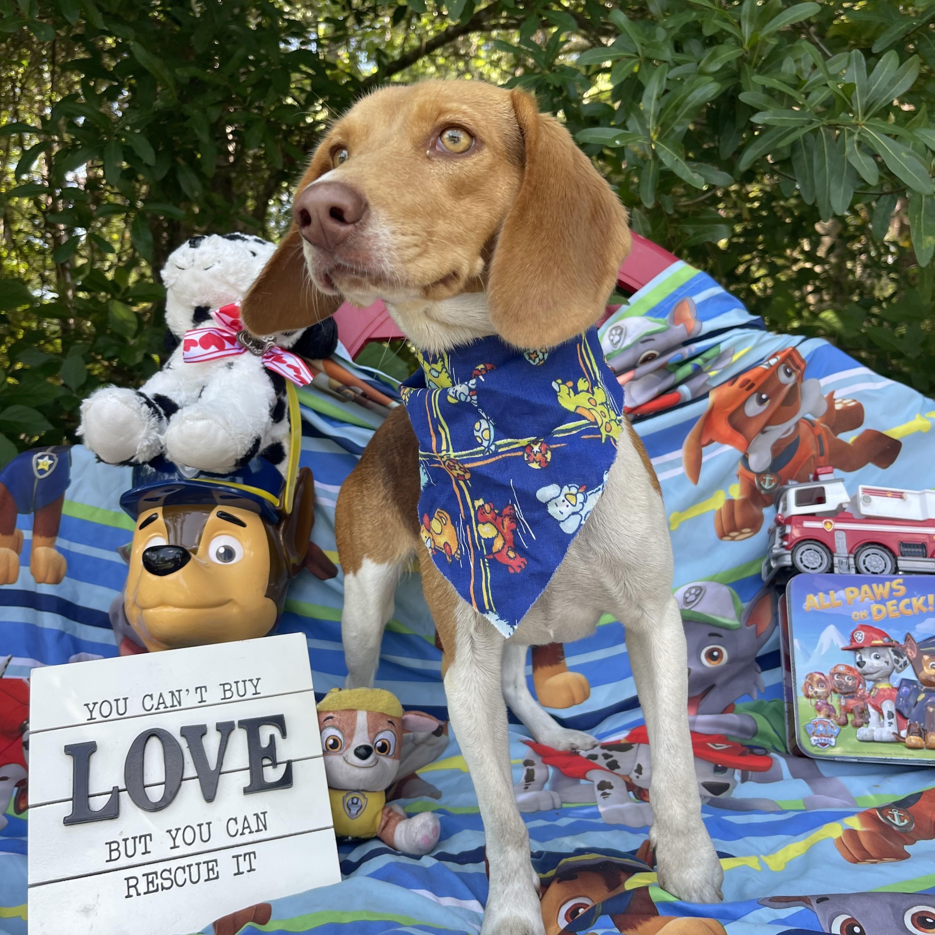 Enlarge Marge, an adopted Beagle in Sebring, FL image 3/5