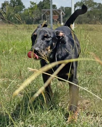 Enlarge Andrea, a Adoptable Mixed Breed in Leander, TX image 1/3