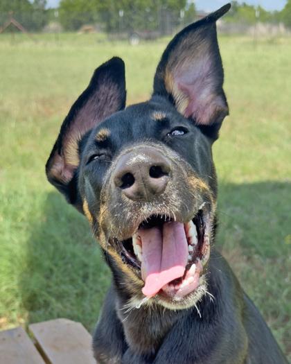 Enlarge Andrea, a Adoptable Mixed Breed in Leander, TX image 2/3