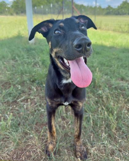 Enlarge Andrea, a Adoptable Mixed Breed in Leander, TX image 3/3