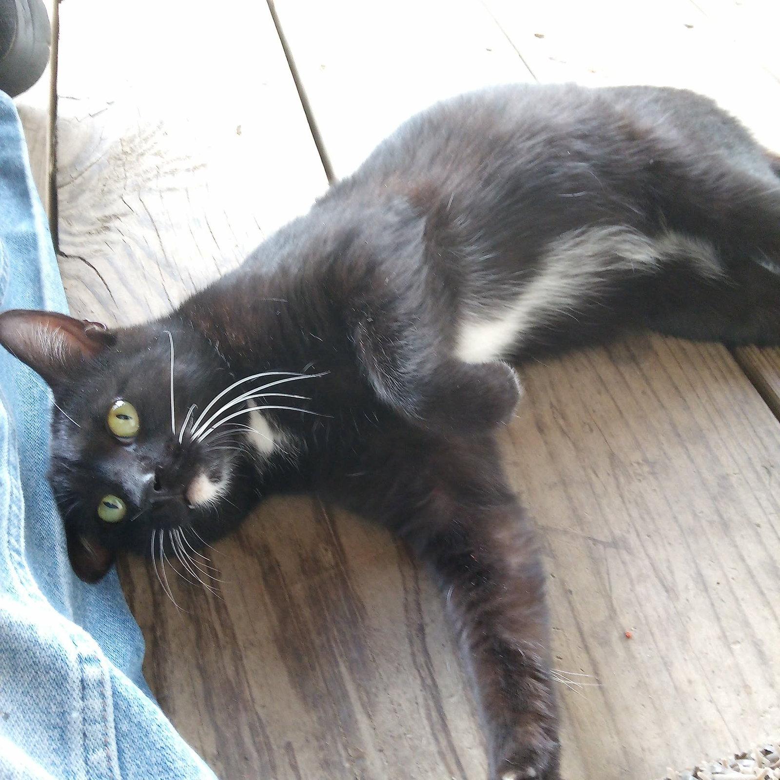 Francis, Adoptable, Young Male Domestic Short Hair & Tuxedo.