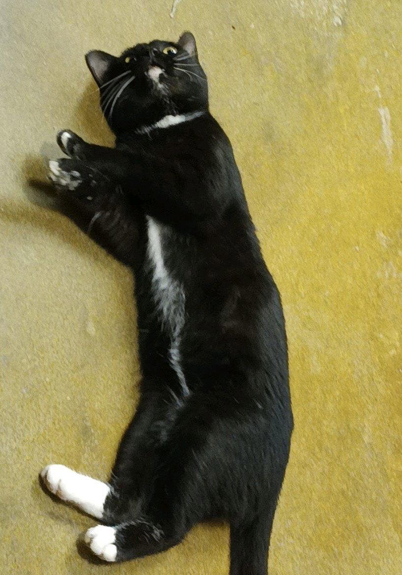 Enlarge Francis, a Adoptable mixed breed in Oxford, MS image 2/3