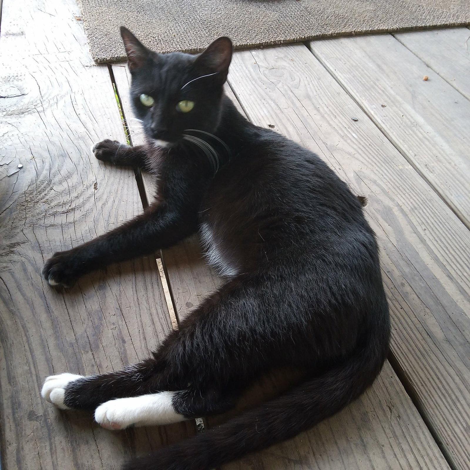 Enlarge Francis, a Adoptable mixed breed in Oxford, MS image 3/3