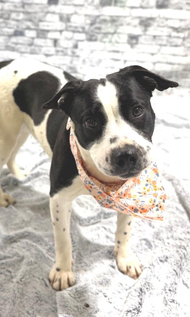 Peaches, Adoptable, Puppy Female Labrador Retriever & Mixed Breed.