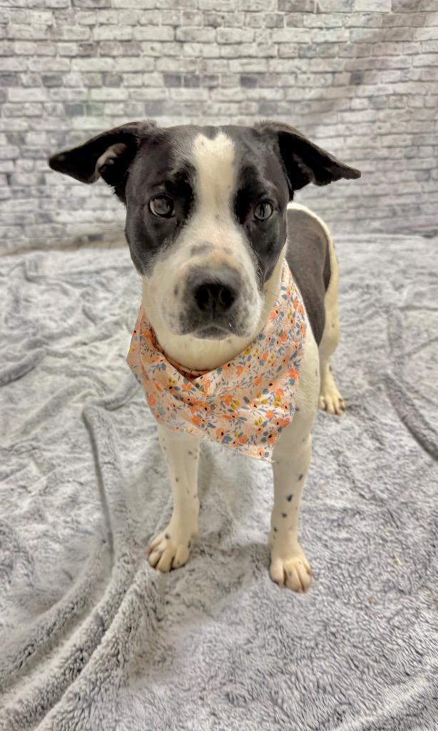 Enlarge Peaches, a Adoptable mixed breed in Muskegon, MI image 2/3