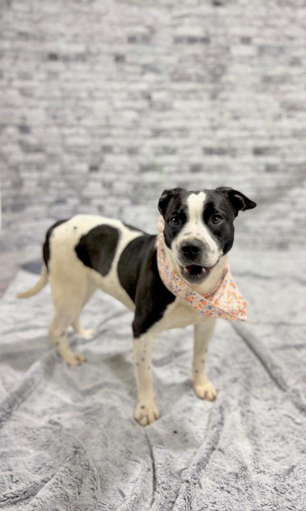 Enlarge Peaches, a Adoptable mixed breed in Muskegon, MI image 3/3