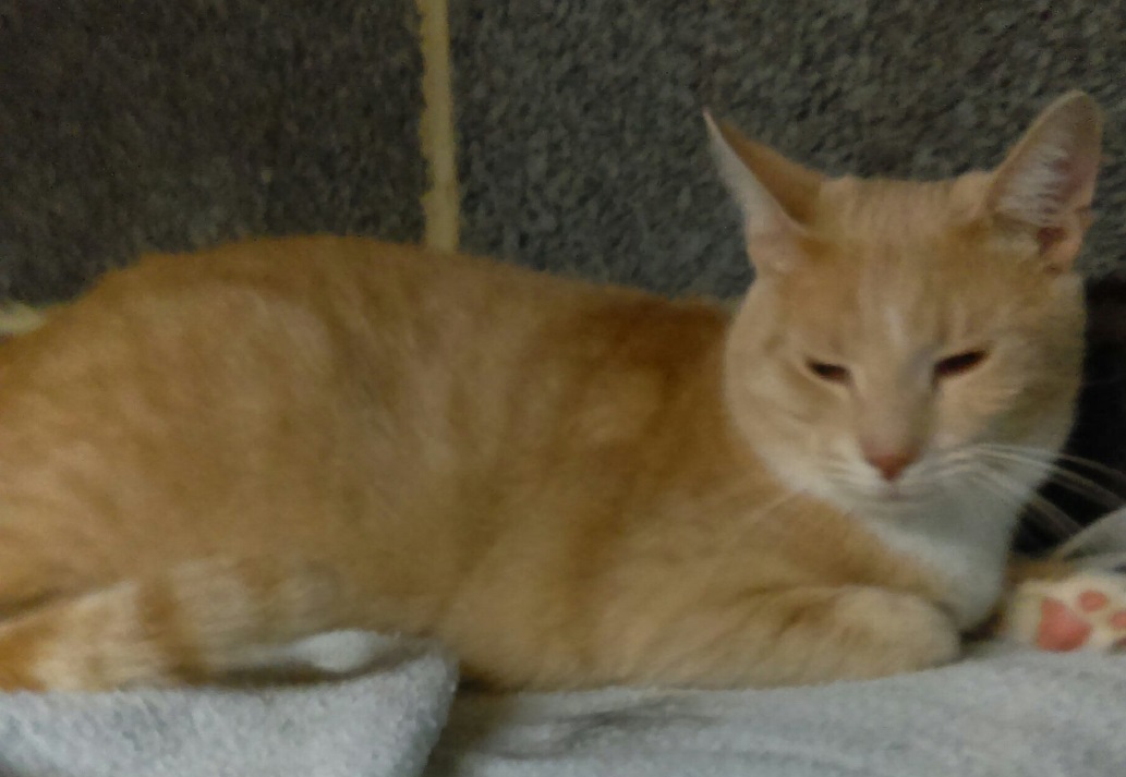 Johnny, an adoptable Domestic Short Hair in New Cumberland, PA image 3/3