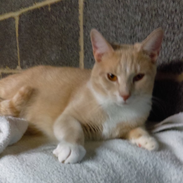 Johnny, an adoptable Domestic Short Hair in New Cumberland, PA image 1/3