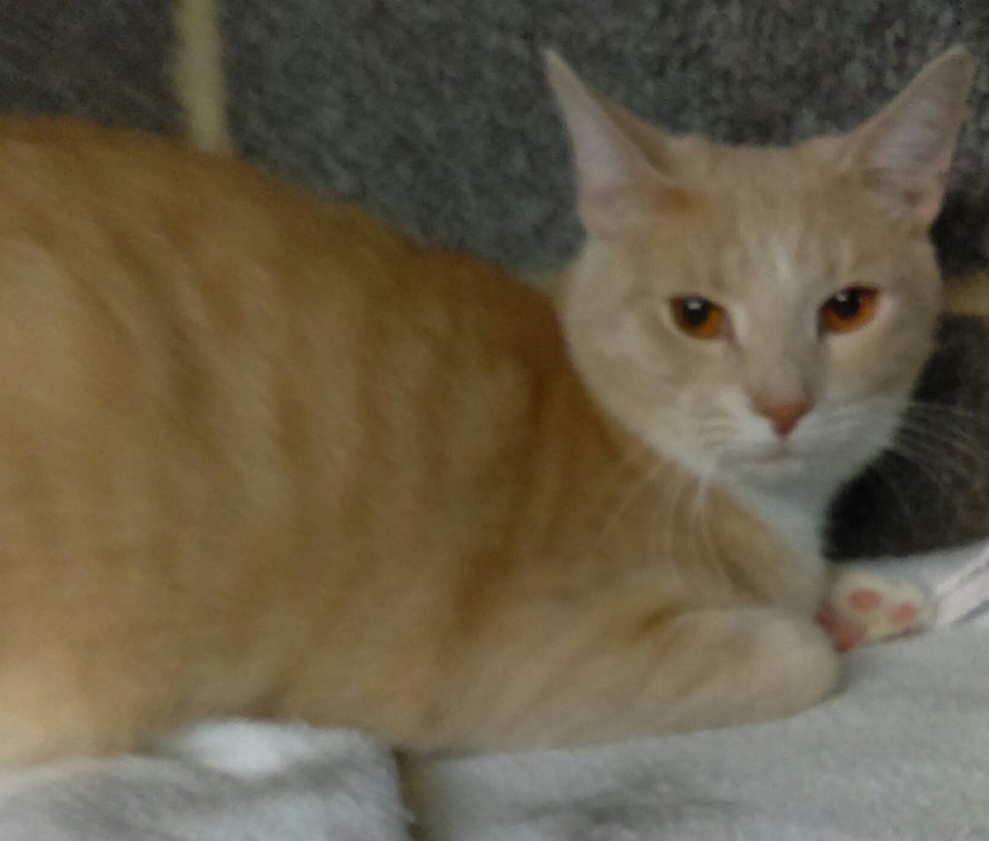 Johnny, an adoptable Domestic Short Hair in New Cumberland, PA image 2/3