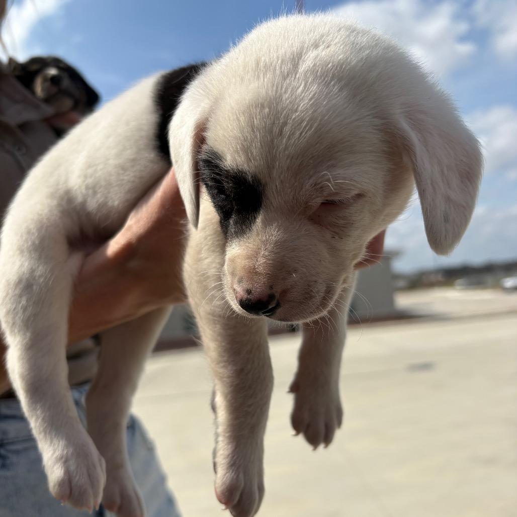 Enlarge Patches, an adopted mixed breed in Anderson, TX image 1/1